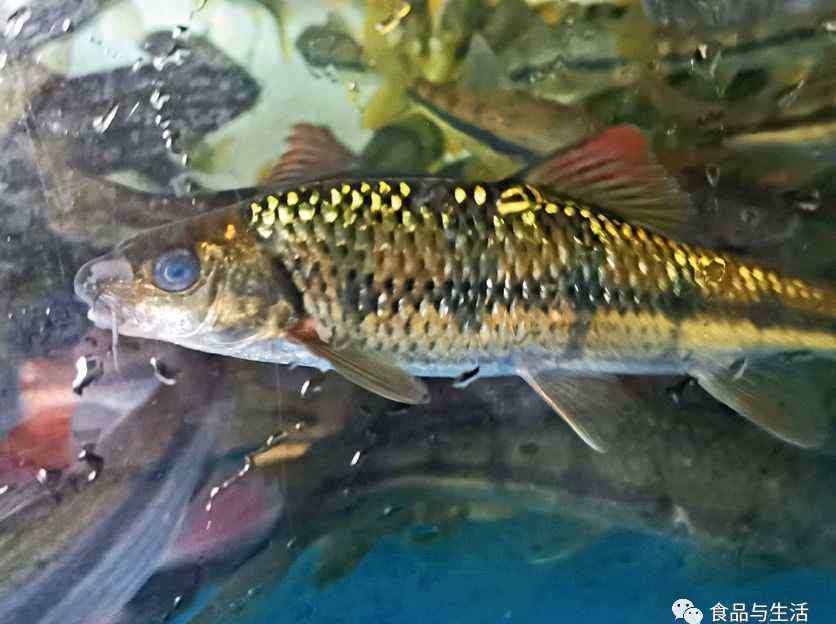 溪石斑鱼 溪水里游来石斑鱼