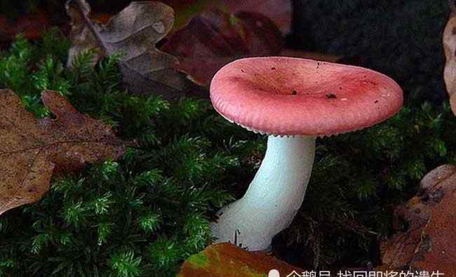 通便减肥食物 日常生活中常吃3种食物，减肥补血、润肠通便，很不错！