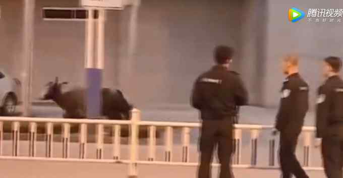 约1吨重牦牛从屠宰场逃脱 肆意奔跑冲撞车辆 实拍现场令人揪心！