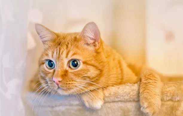 猫最怕什么 猫到底怕什么？文章配图