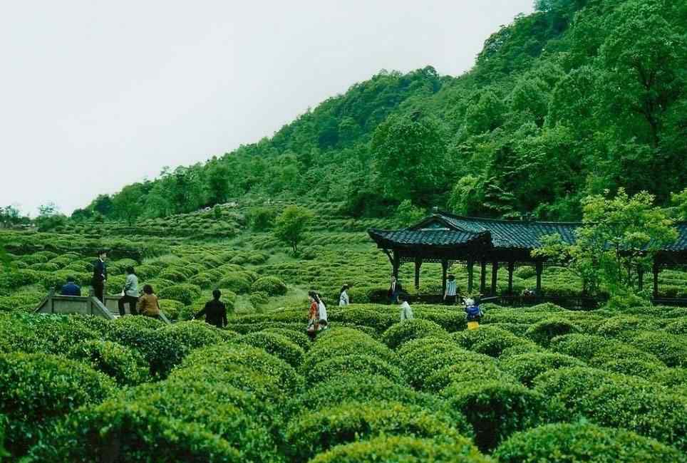 成都周边二日游 成都周边两日游推荐，雅安蒙顶山！