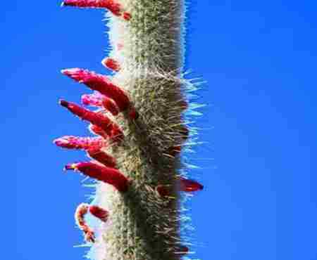 沙漠植物 沙漠植物有哪些 沙漠植物图片及名称