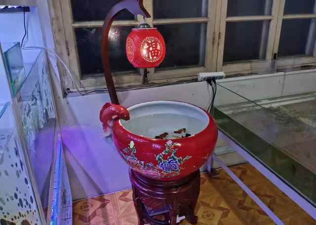 蝶尾 陶瓷鱼缸饲养蝶尾金鱼到底是好还是坏，即使好，我们也要很勤快