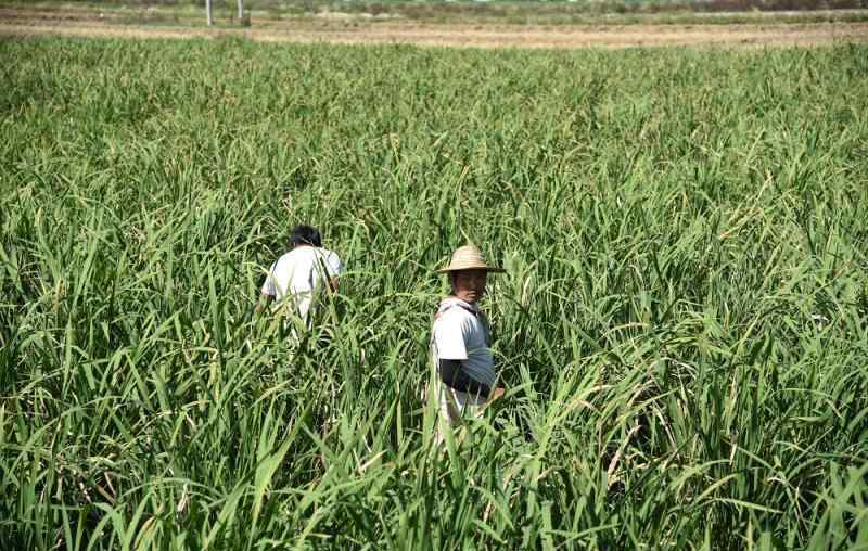 德宏州劳动力市场 德宏州：唱活“农业经”，为滇西热区发展特色产业赋能