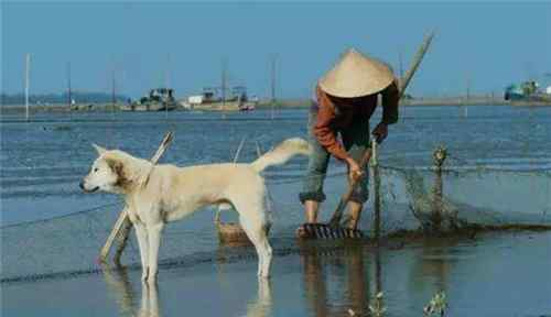 夜莺岛 此岛居住的都是中国人，领土却不属于中国，专家：确实不是中国的文章配图