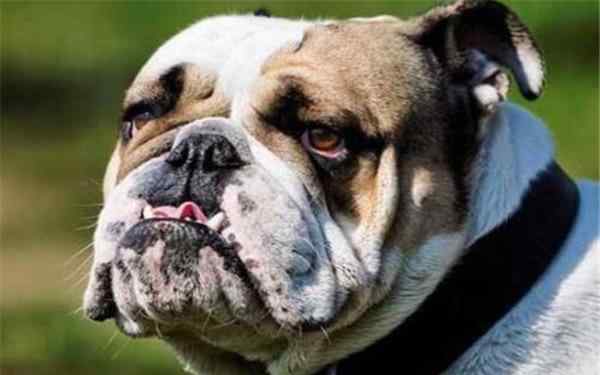 西班牙斗牛犬 全球10大公认的猛犬，土佐犬和比特犬上榜，你有养过吗？