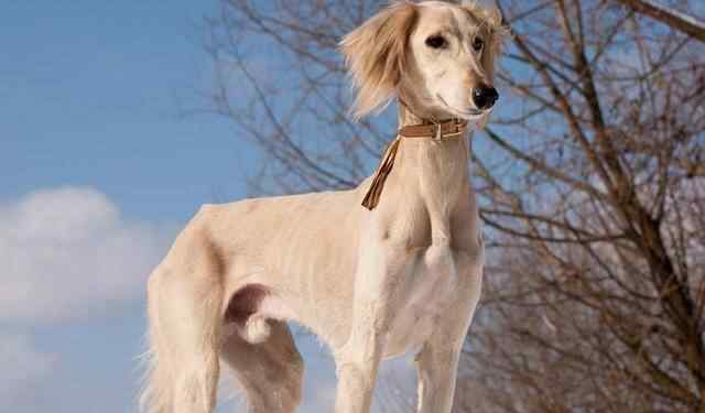 萨路基猎犬 埃及法老最爱的狗狗，还被做成木乃伊，萨路基猎犬什么来头？