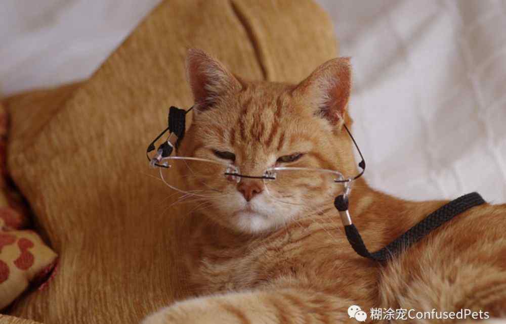 猫变 猫变老会怎样？