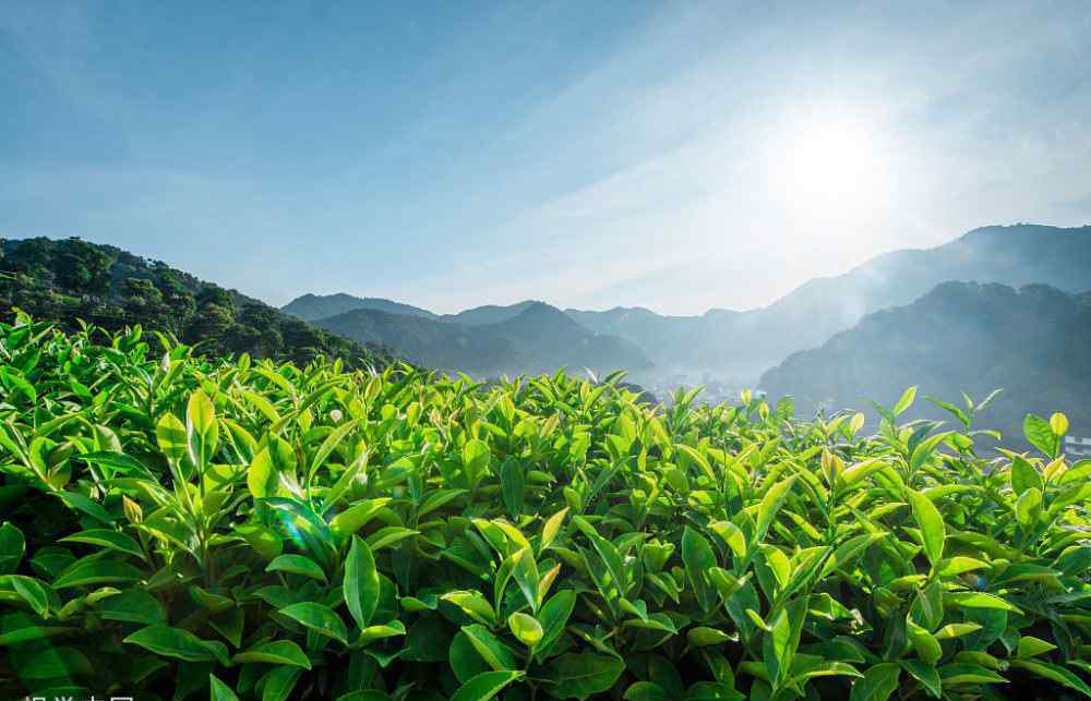 旺克 贵州算命哪里准：人财两空，鸡飞蛋打的八字