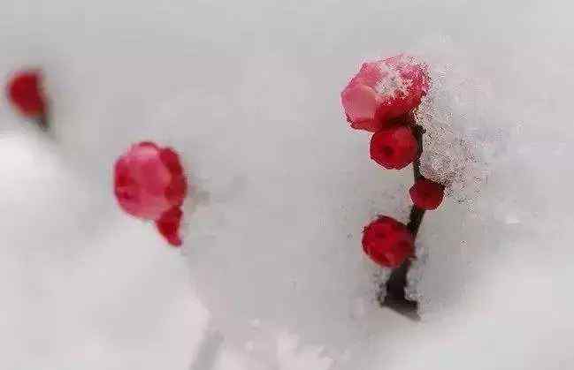 北风吹雁雪纷纷的上一句是什么 白雪纷飞，这十句咏雪的名诗，写尽冬天的味道