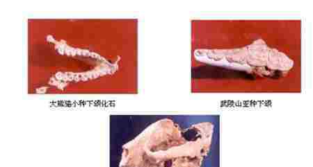 始熊猫 什么是始熊猫 始熊猫图片