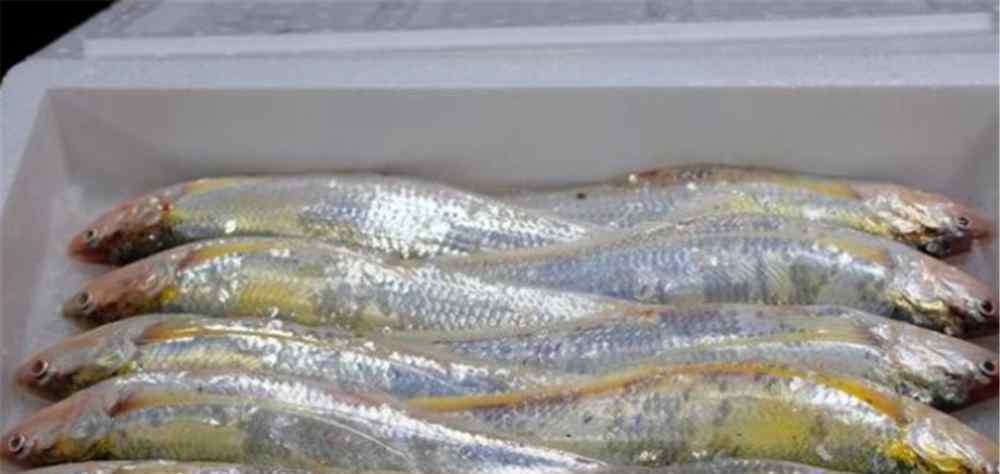 刀鱼养殖 长江刀鱼养殖已经成功几年了，为什么有人说在市场上没有见到？