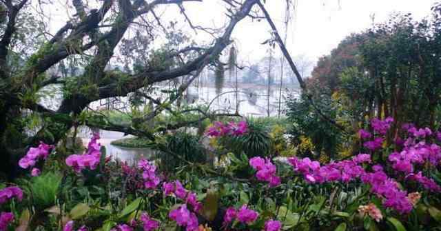 兰花园 中国最大户外兰花园，有50余万株兰花，深藏在国家5A级风景区