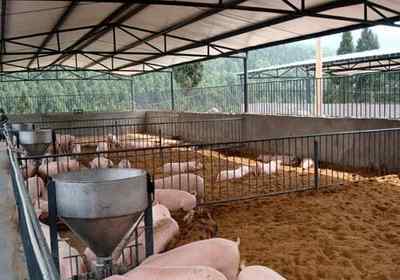 猪价钱 猪肉价格越来越高，现在养一头猪能够赚多少钱？
