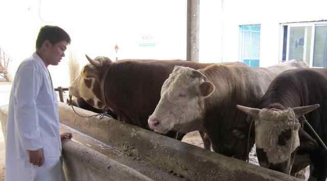 养肉牛成本 现在养一头肉牛，需要多少成本，真实利润有多少？