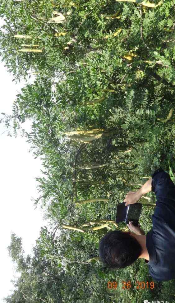 皂荚树的图片 结果皂荚品种嫁接效果图片、结果皂荚品种嫁接效果欣赏