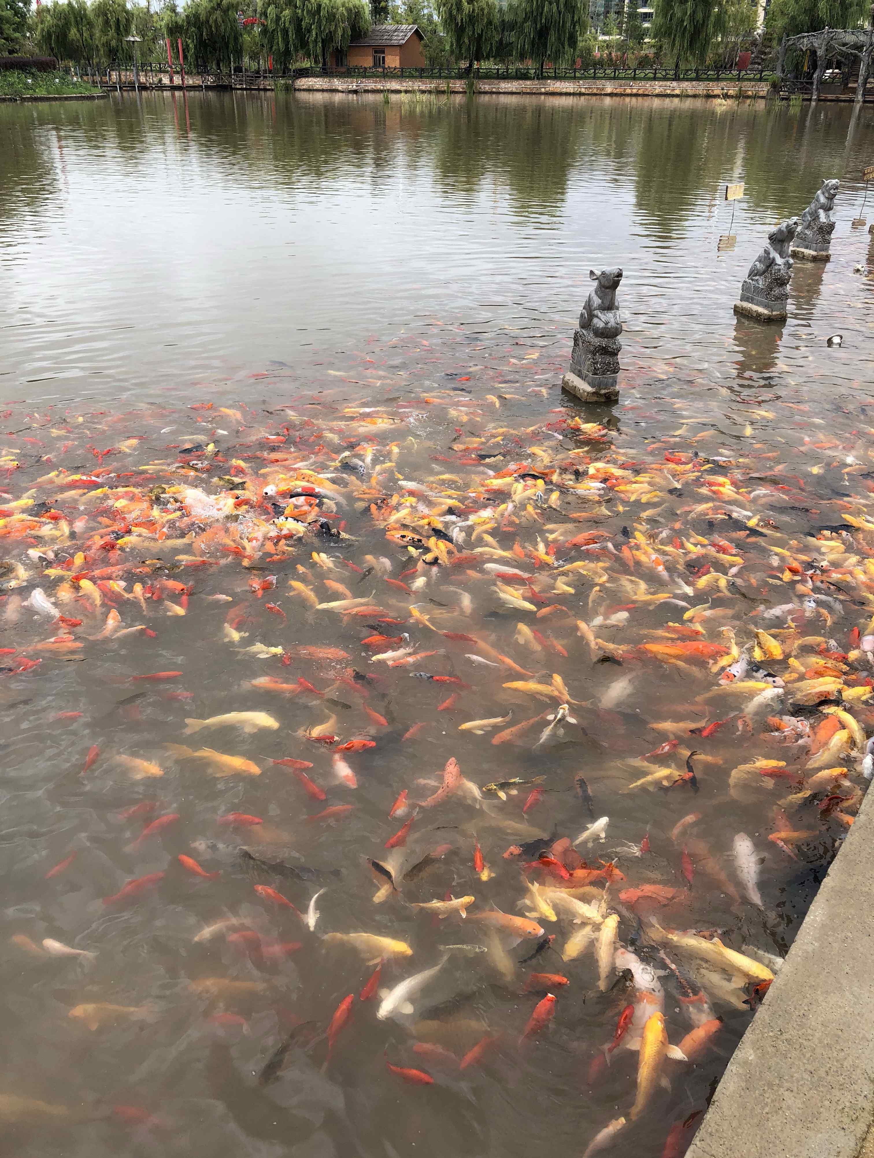 锦鲤鱼 锦鲤鱼怎么养才有灵性？锦鲤能认得主人吗