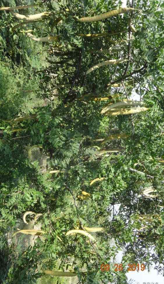 皂荚树的图片 结果皂荚品种嫁接效果图片、结果皂荚品种嫁接效果欣赏