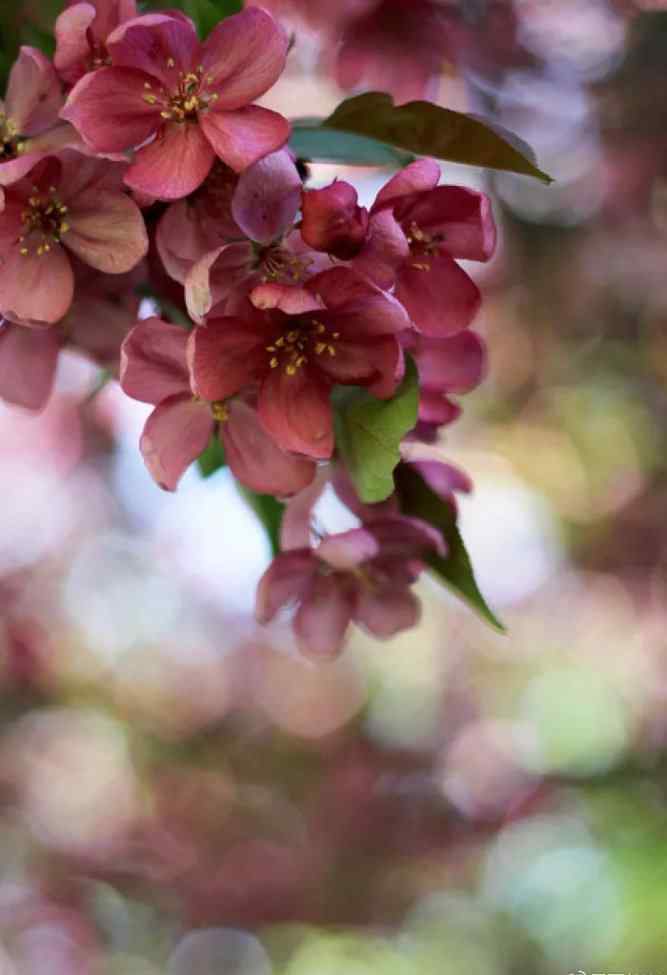 一枝桃花画 我想，你可以画一朵桃花