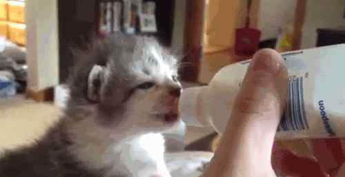 猫咪爱牛奶 猫到底能不能喝牛奶？打破关于牛奶的3大误解！