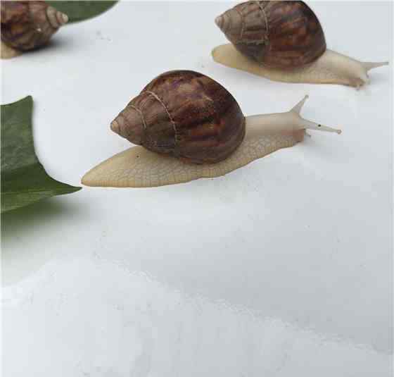白玉蜗牛养殖 云耕时代白玉蜗牛养殖的基本知识，值得一看！