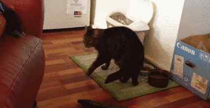 猫为什么怕黄瓜 喵星人看到黄瓜被吓到飞起 猫为什么害怕黄瓜？（动图）