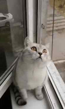 猫看见鬼有几种表现 猫咪能看见鬼么？为什么猫会盯着一个地方看？