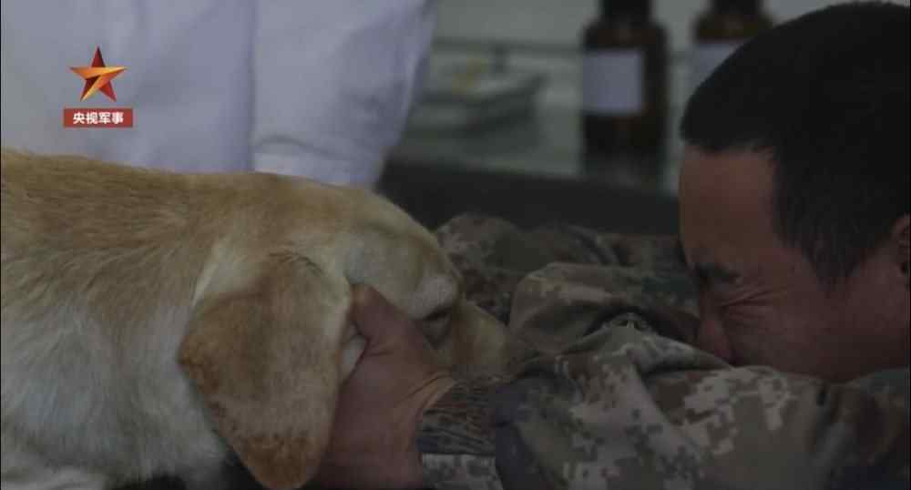狗的脑炎多久会死亡 一发现就是晚期，两岁军犬“五一”患癌离世能否敲响宠物主心中的警钟？