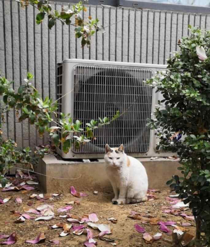 家门口来猫是什么兆头 陌生猫跟着你走是什么兆头好还是坏，猫跟着人回家什么预兆？