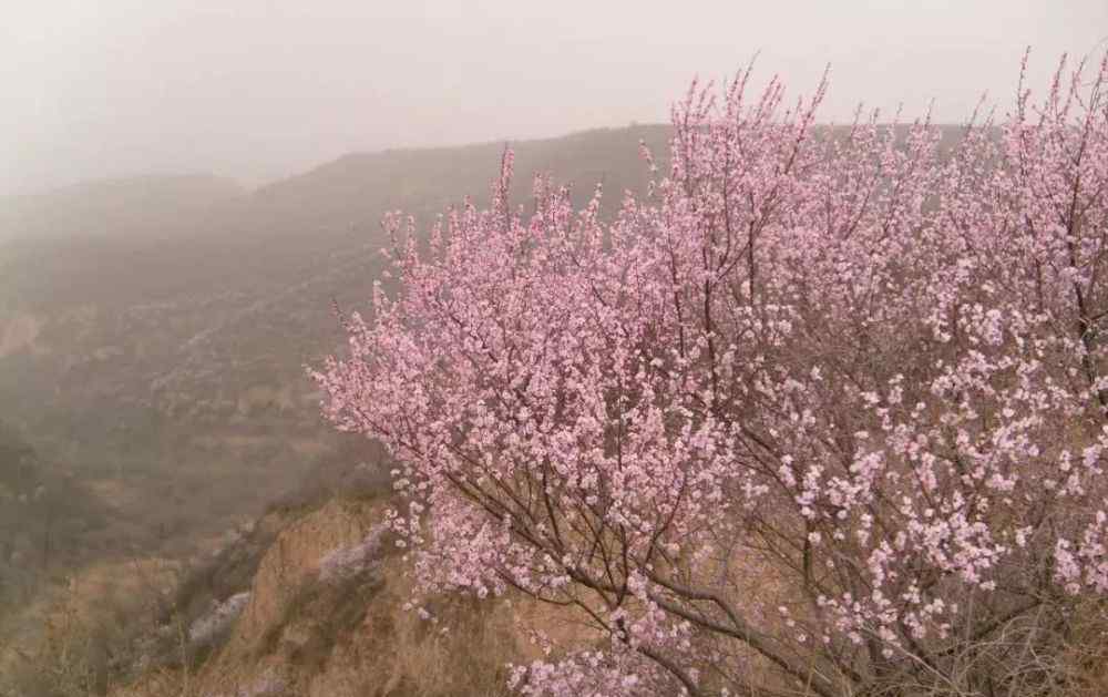 桃花林 【身边故事】爱在桃花林
