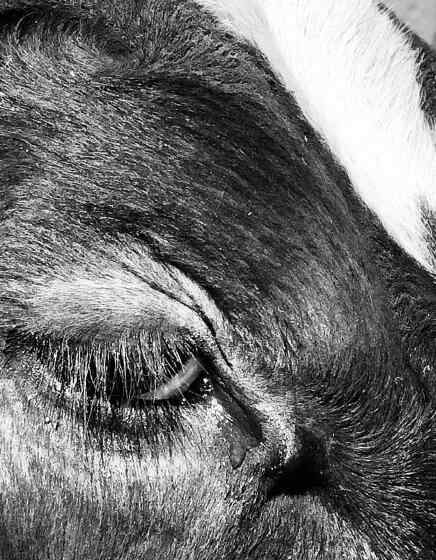 肯牛 牛的眼泪真的可以通灵吗，可以让人的眼成为阴阳眼？