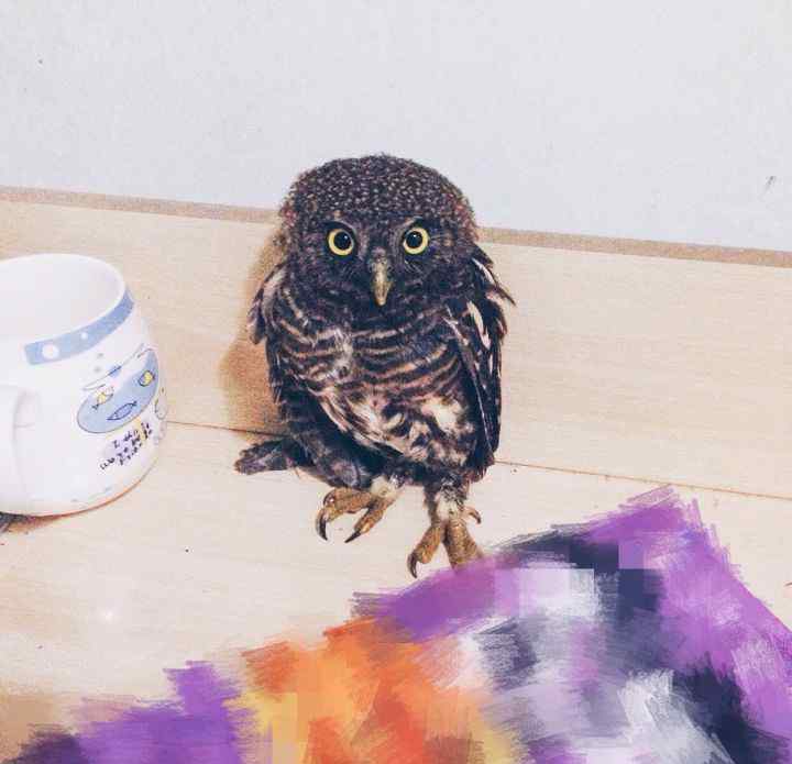 猫头鹰叫预示着什么 猫头鹰飞进家里招财吗？猫头鹰不吉利它叫就会死人真假
