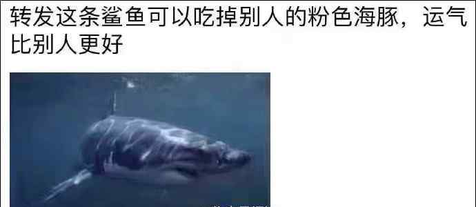 粉红豚 转发粉红海豚刷屏 网友：转发这枚陨石，让小海豚和所有生物灭亡
