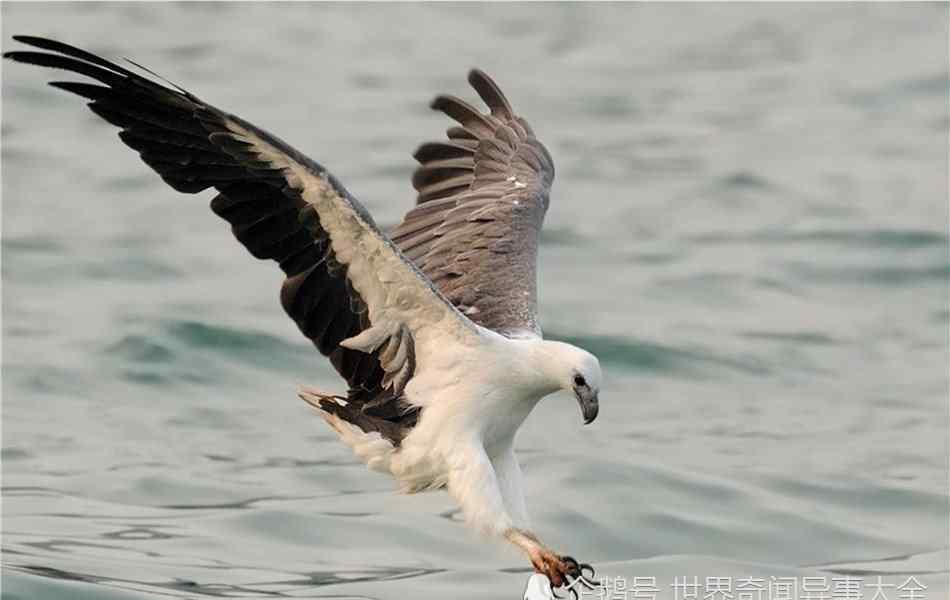 玉带海雕 盘点中国四大海雕，第四是海湾上空中最大型的猛禽