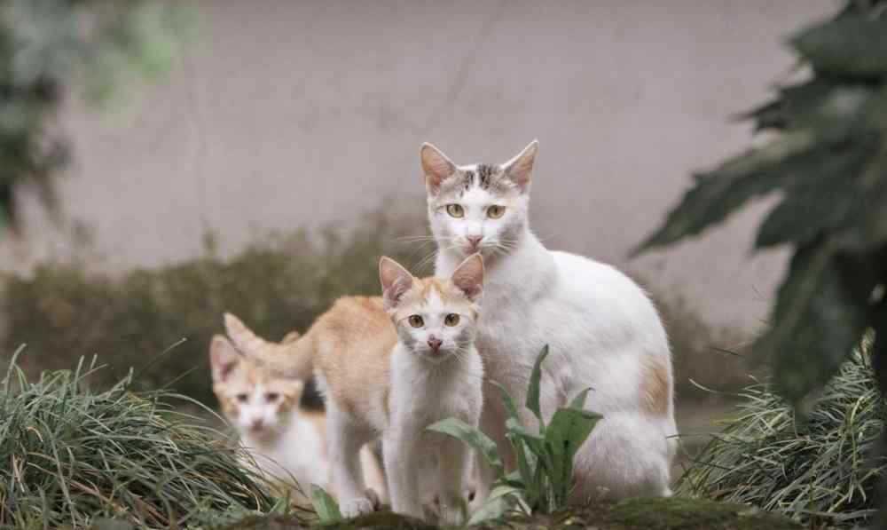 三花猫智商 2万网友抓3只流浪猫，历时一个月，猫没抓到，还被秀了一脸智商