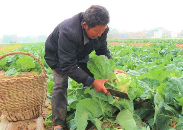 一年四季可以种的蔬菜 农民种植这种蔬菜，一年四季都能种植，3亩收入1.2万元