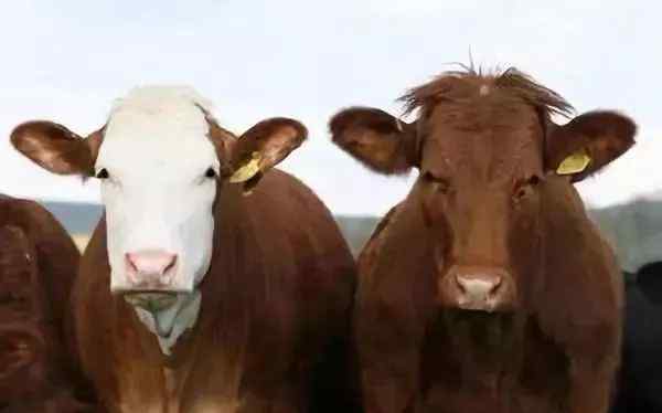 肉牛育肥 肉牛育肥方法实操篇！