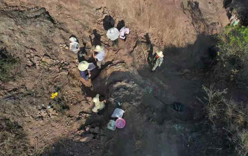 重大发现 云南禄丰出土3岁恐龙幼体化石 不属任何已知属种