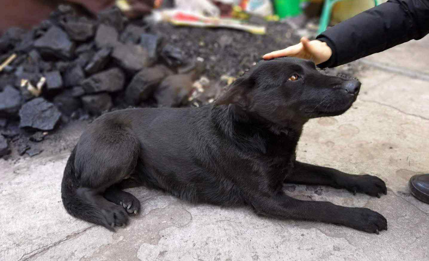 狗血 狗血是什么颜色什么味道，黑狗血辟邪怎么用才有作用