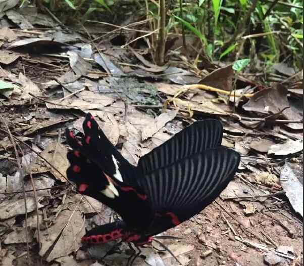 鬼长什么样子 鬼蝴蝶长什么样子图，传说蝴蝶是死人的化身真的假的？