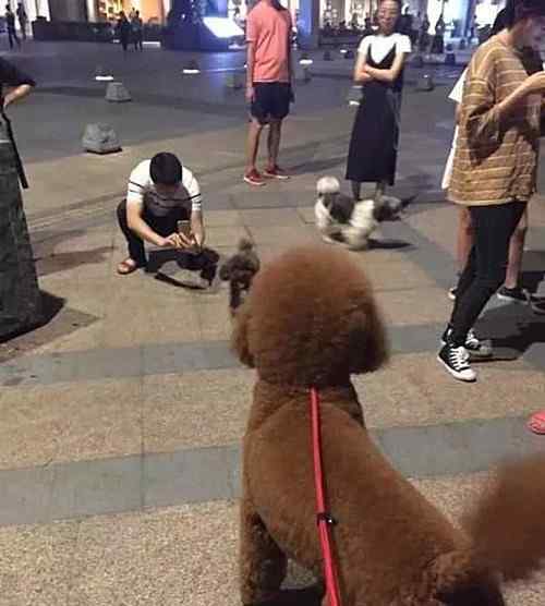 泰迪生长变化图 泰迪第一次见到巨贵，退了八丈远：你咋能长这么大？