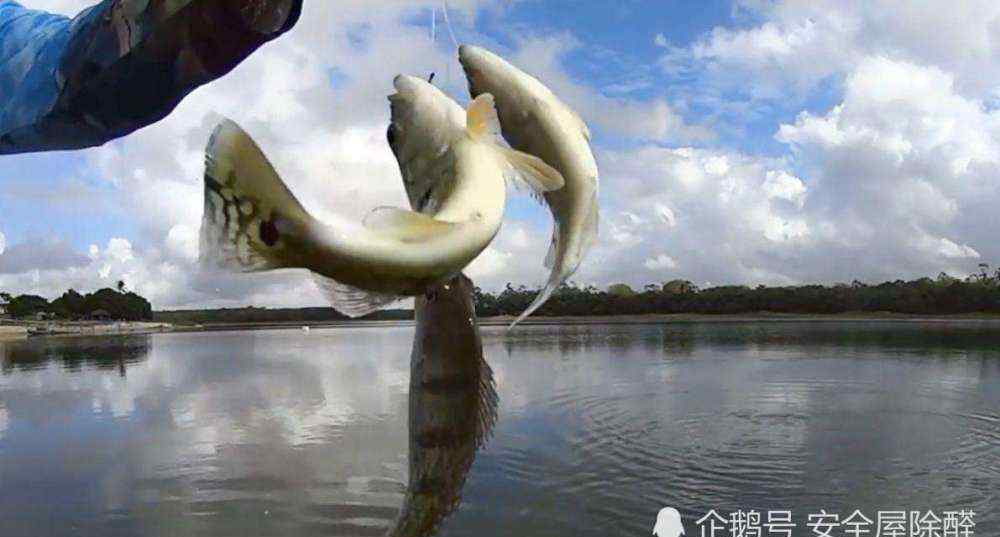 加盟商流传除甲醛真伪 遍地是坑，除甲醛加盟又有哪些坑，是外行人不知道的？