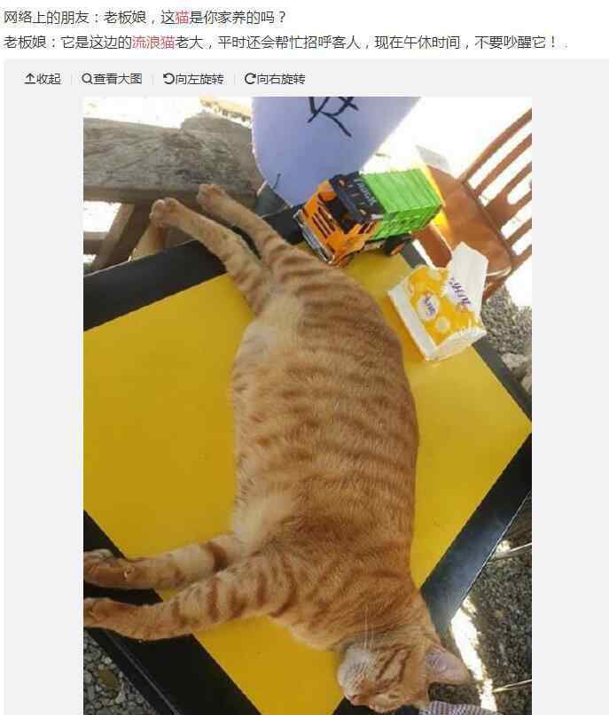 晚上被猫跟着预示什么 陌生猫跟着你走是什么兆头好还是坏，猫跟着人回家什么预兆？