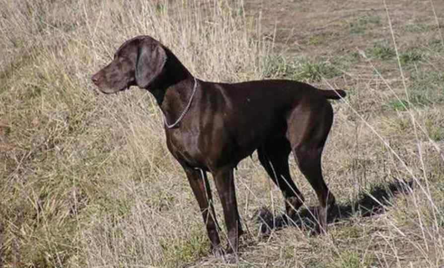 奇努克 世界上最“稀有”的4个犬种，被视为珍宝，其中一种最少时只有11只