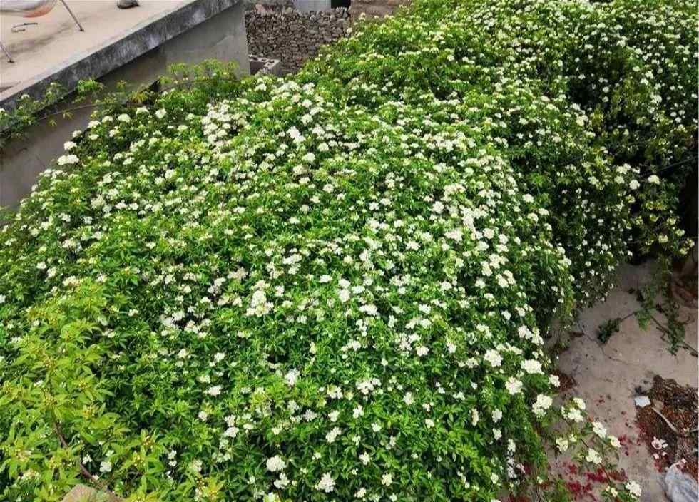 山木香树图片 一棵山木香养十年，爬得满墙都是，花一开隔着老远都能闻到香味！