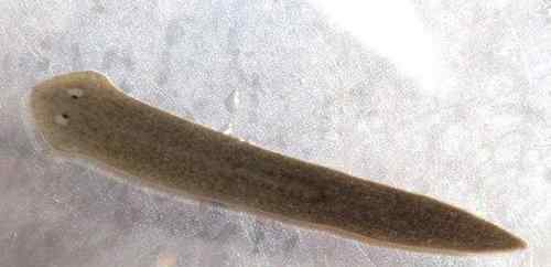 地上最强生物 地球最强生物前三名