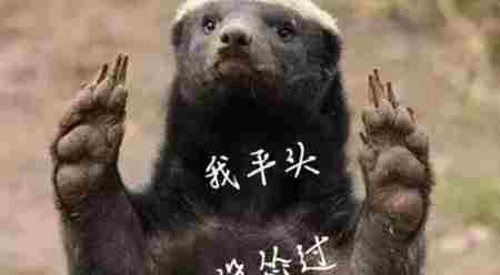 平头哥是什么梗 平头哥是什么动物 蜜獾为什么叫平头哥