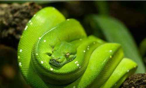 世界上真的有蛇吗可爱图片