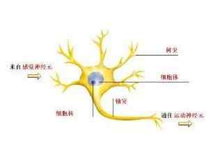 神经元的结构 什么是神经元？神经元是怎样的结构？神经元的作用是什么？文章配图