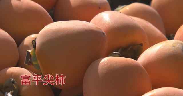 陕西柿子 “柿”途得意！陕西富平：柿产业年产值超32亿元